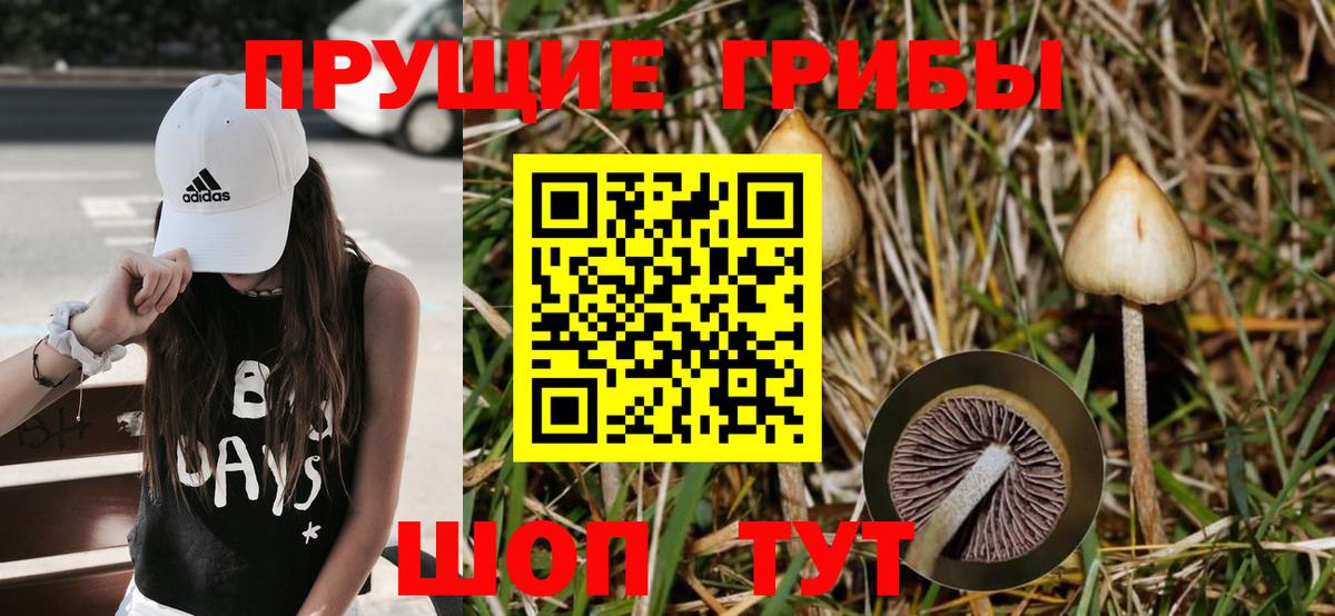 Псилоцибиновые грибы Psilocybe Владимир